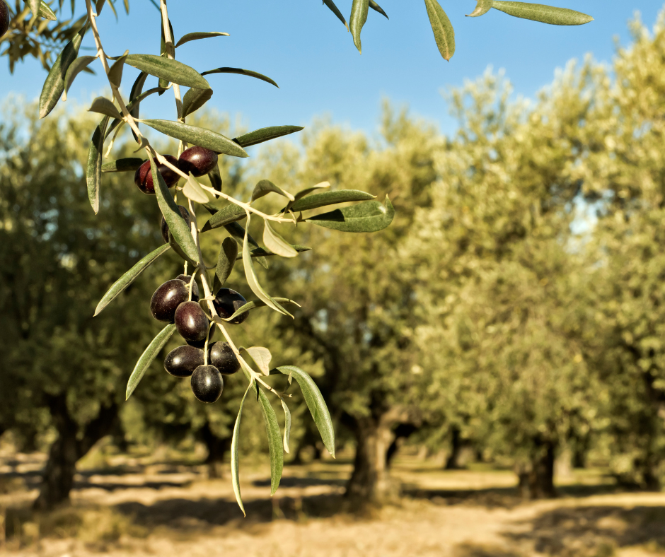 olio bio